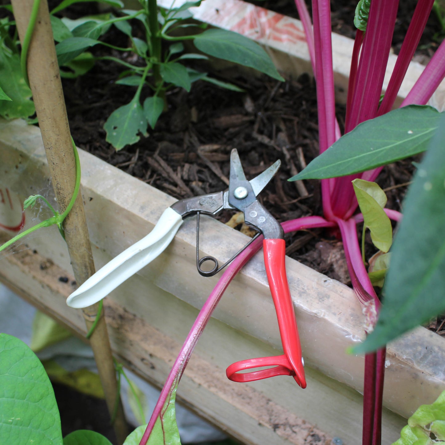 Okatsune 301 Harvest Snips