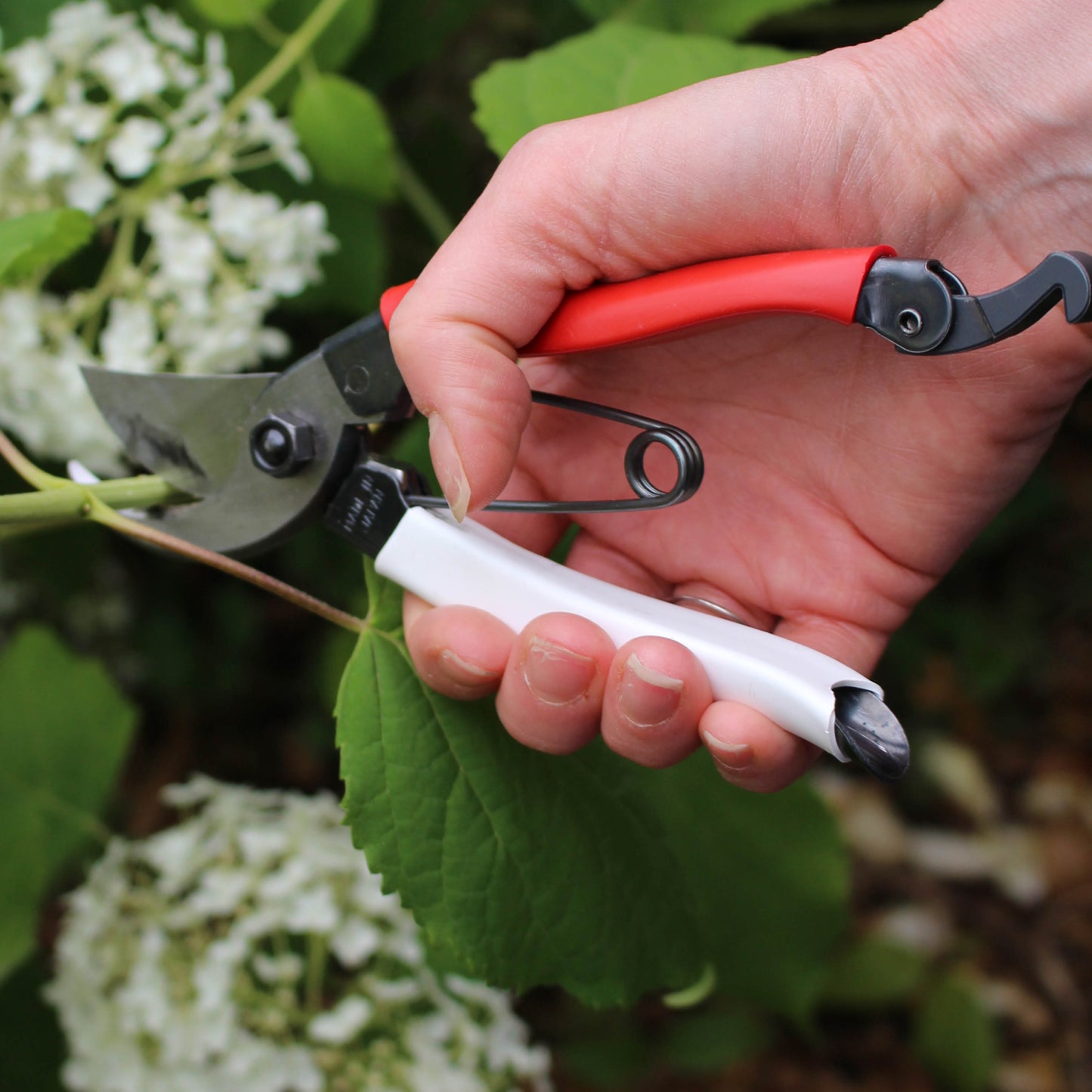 Okatsune 101 Bypass Secateurs