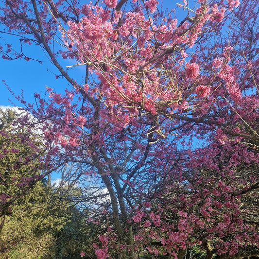 Good News! The Spring Equinox is here!