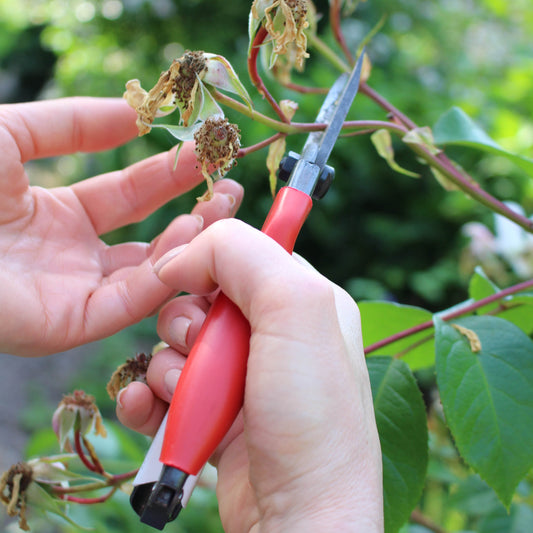 Gardening Jobs for June