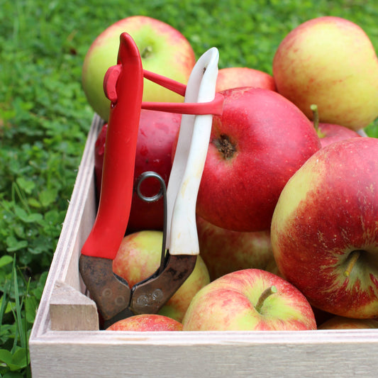Gardening tasks for October