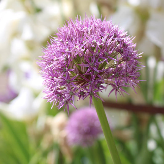 Gardening Jobs for July