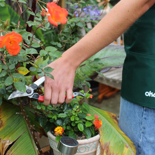 How to Prune your Roses