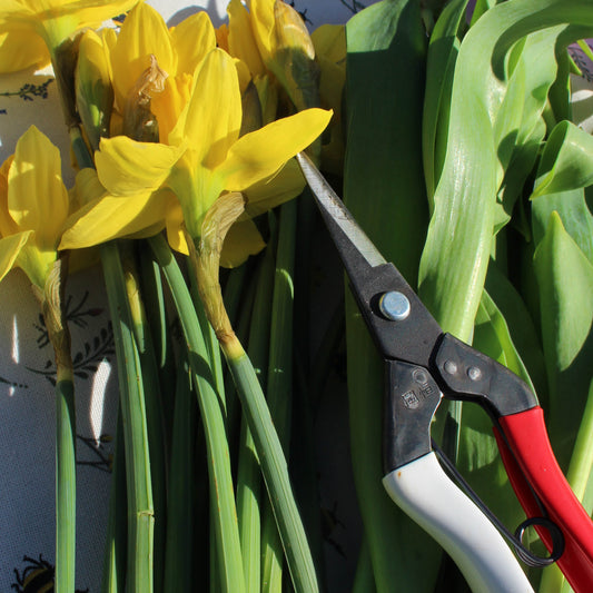 Gardening Jobs for April - Spring is on the way!