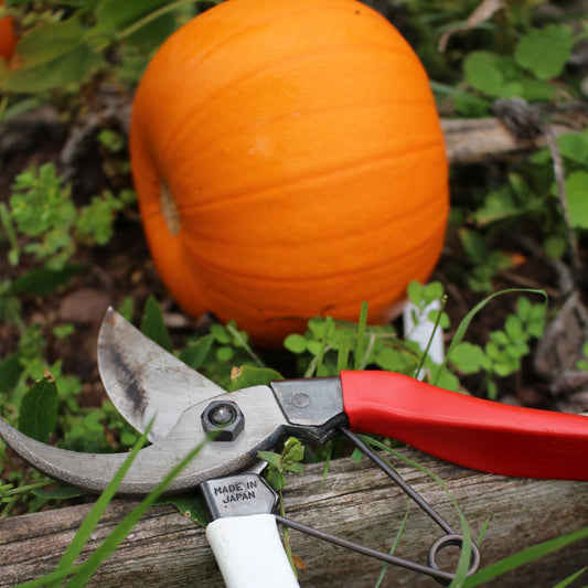 What to Prune in Autumn: A Gardener’s Guide