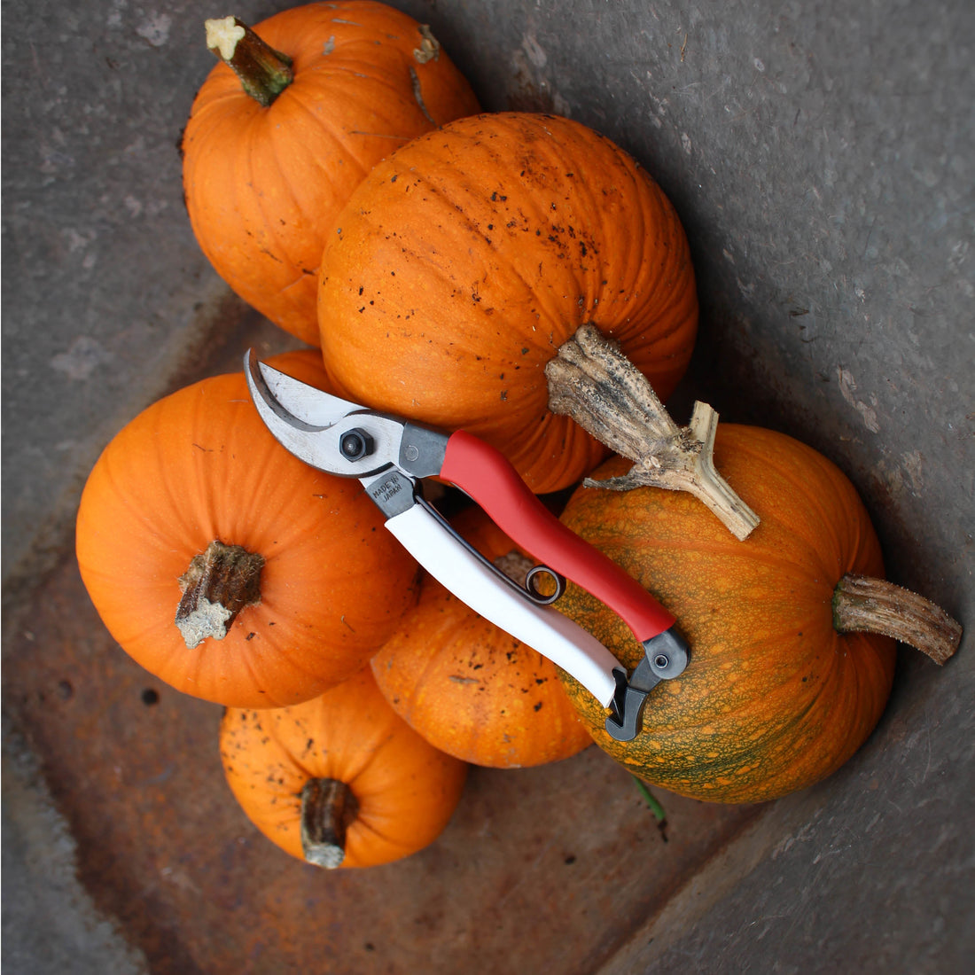 No Tricks just Treats!