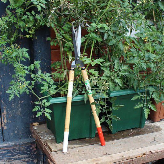 What Gardening Jobs should I be doing in September?