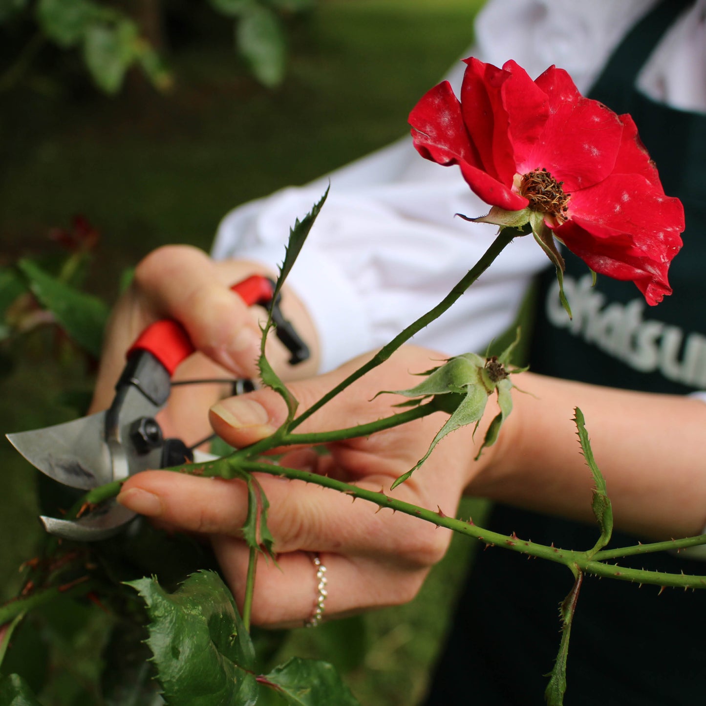 Okatsune 101 Bypass Secateurs